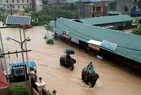 নেপালে ভয়াবহ বন্যা, উদ্ধারে হাতি!